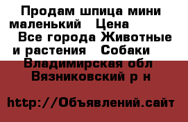 Продам шпица мини маленький › Цена ­ 15 000 - Все города Животные и растения » Собаки   . Владимирская обл.,Вязниковский р-н